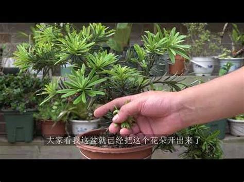 羅漢松 花|羅漢松：珍稀樹種的奧秘與養護撇步 – 植物盆栽綠寶典